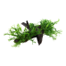 Microsorum pteropus 'Windeløv'