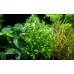 Microsorum pteropus 'Windeløv'