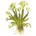 Microsorum pteropus 'Windeløv'