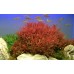 Nesaea crassicaulis
