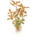 Nesaea crassicaulis