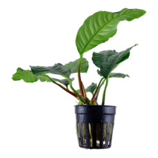Anubias barteri var. 'coffeefolia'