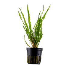 Cryptocoryne crispatula