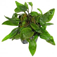 Cryptocoryne Purpurea