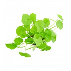 Hydrocotyle leucocephala - Brazilian Pennywort