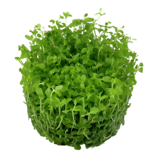 Micranthemum tweediei 'Monte Carlo'