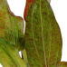 Echinodorus ozelot