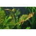 Echinodorus ozelot