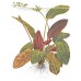 Echinodorus ozelot