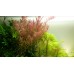 Rotala rotundifolia