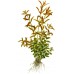 Rotala rotundifolia