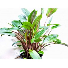 Cryptocoryne beckettii 'viridifolia'