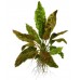 Cryptocoryne wendtii 'Tropica'