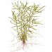 Heteranthera zosterifolia