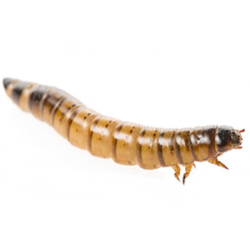 Tenebrio molitor - Mealworm Tenebrio molitor - Mealworm