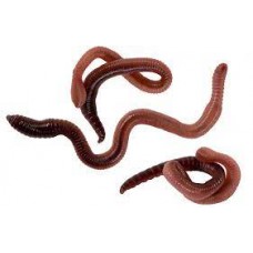 Eisenia fetida - Earthworm