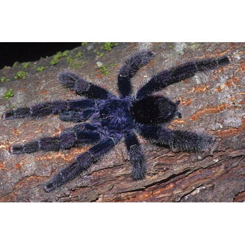 Avicularia juruensis - Peruvian Pink Toe Avicularia juruensis - Peruvian Pink Toe