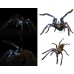 Chilobrachys natanicharum - Electric Blue Tarantula