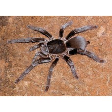 Hysterocrates gigas - Cameroon Red Baboon