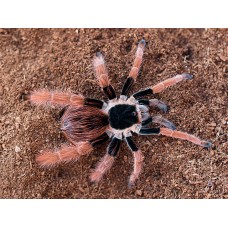 Megaphobema robustum - Colombian Giant Redleg