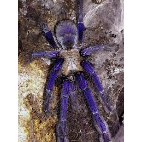 Omothymus violaceopes - Singapore Blue Omothymus violaceopes - Singapore Blue