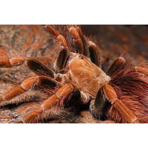 Pamphobeteus sp mascara - Mascara Giant Bird-Eater Pamphobeteus sp mascara - Mascara Giant Bird-Eater