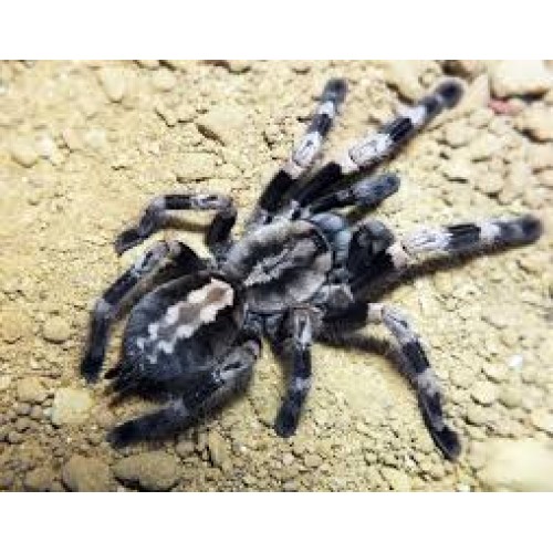 Poecilotheria miranda - Bengal Spotted Ornamental Poecilotheria miranda - Bengal Spotted Ornamental