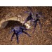 Pterinopelma sazimai - Brazilian Blue