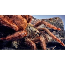 Amazonius germani - Orange Tree Spider
