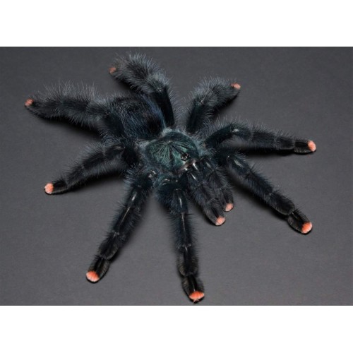 Avicularia avicularia - Guyana Pinktoe Tarantula Avicularia avicularia - Guyana Pinktoe Tarantula