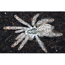 Heteroscodra maculata - Togo Starburst