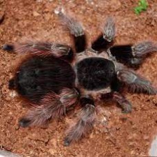 Nhandu carapoensis - Brazilian Red