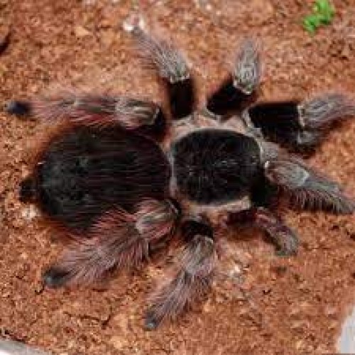 Nhandu carapoensis - Brazilian Red Nhandu carapoensis - Brazilian Red