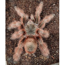 Nhandu tripepii - Brazilian Giant Blonde