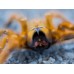 Pterinochilus murinus - Usambara Orange Baboon OBT - RCF