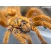 Pterinochilus murinus - Usambara Orange Baboon OBT - RCF