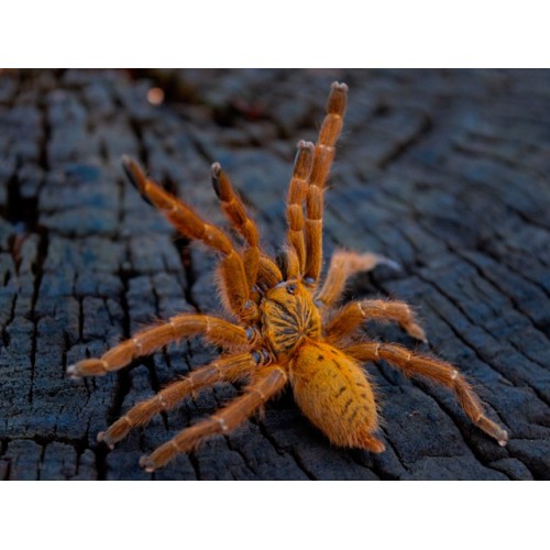 Pterinochilus murinus - Usambara Orange Baboon OBT Pterinochilus murinus - Usambara Orange Baboon OBT