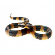 Bothrochilus boa - Bismarck Ringed Python