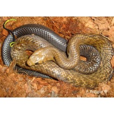 Drymarchon melanurus - Blacktail Cribo