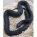 Pituophis melanoleucus lodingi - Black Pine