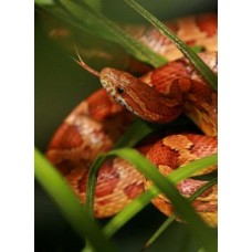 Pantherophis guttatus (Elaphe guttata) - Corn Snake