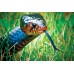 Drymarchon couperi - Eastern Indigo Snake Drymarchon couperi - Eastern Indigo Snake