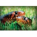 Drymarchon couperi - Eastern Indigo Snake Drymarchon couperi - Eastern Indigo Snake