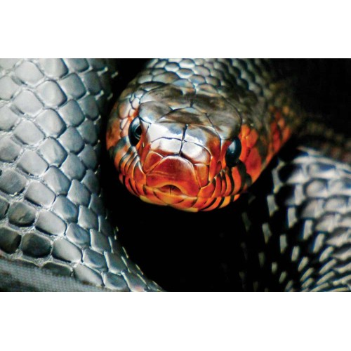 Drymarchon couperi - Eastern Indigo Snake Drymarchon couperi - Eastern Indigo Snake