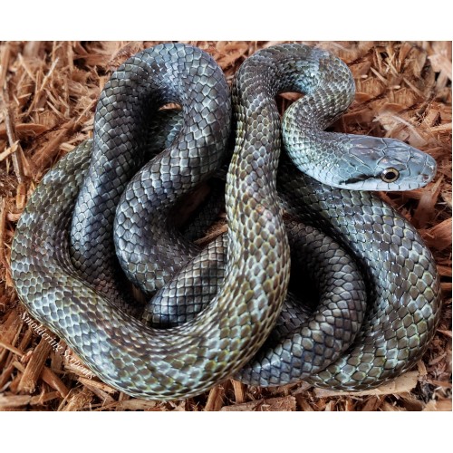 Elaphe climacophora (Kunashir Island) - Japanese Blue Ratsnake Elaphe climacophora (Kunashir Island) - Japanese Blue Ratsnake