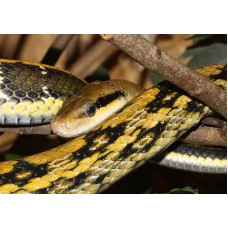 Elaphe taeniura - Beauty snake