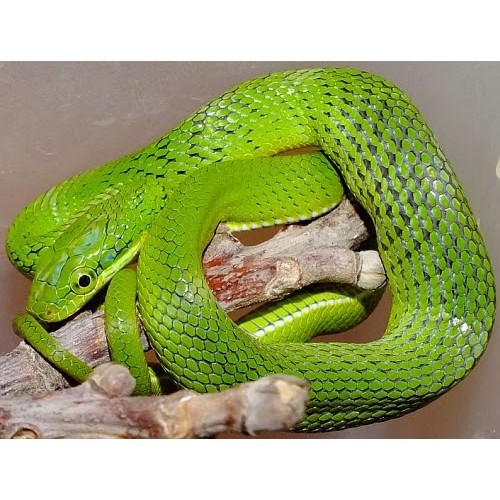 Gonyosoma prasinum - Green Bush Ratsnake Gonyosoma prasinum - Green Bush Ratsnake