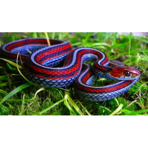 Thamnophis sirtalis infernalis - California red-sided garter snake Thamnophis sirtalis infernalis - California red-sided garter snake