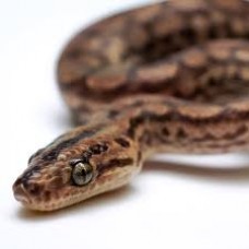 Epicrates Mauro’s - Rainbow Boa