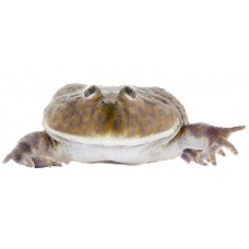 Lepidobatrachus laevis - Budgett's frog